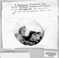 Poria undata image
